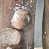 COUTEAU A PAIN PARALLELE N°116